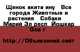 Щенок акита ину - Все города Животные и растения » Собаки   . Марий Эл респ.,Йошкар-Ола г.